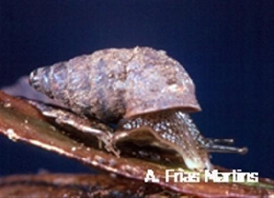 Napaeus hartungi (Müller, 1774)